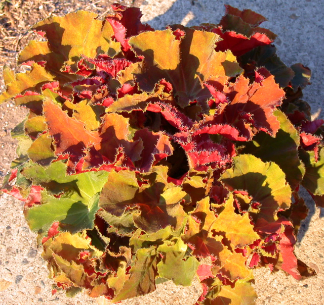B. ‘Mary Dugan’
